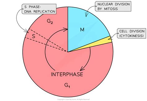 The Cell Cycle 261 Ocr A Level Biology Revision Notes 2017 Save