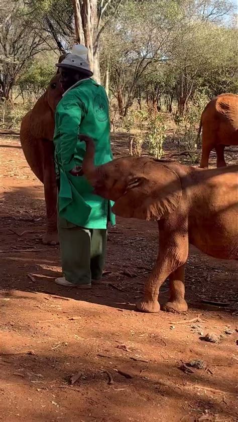 Sheldrick Wildlife Trust On Twitter We Were Trying To Show You Kitiak