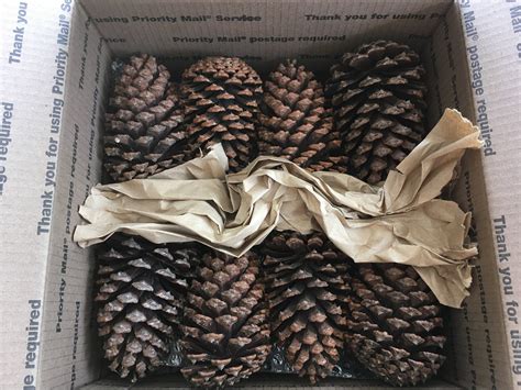 5 Inch Georgia Pine Cones 16 Qty