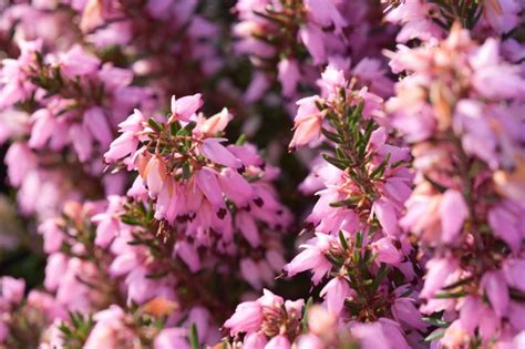 Erica Carnea March Seedling Winter Heath