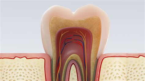 dentin    important  tooth enamel listerine