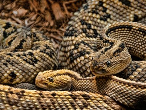 Rattlesnakes Feel Less Stressed With Friends, Study Shows - Business