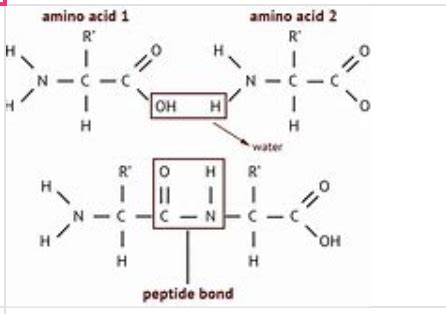 AAMC Full Length 1 CHEM PHYS Flashcards Quizlet