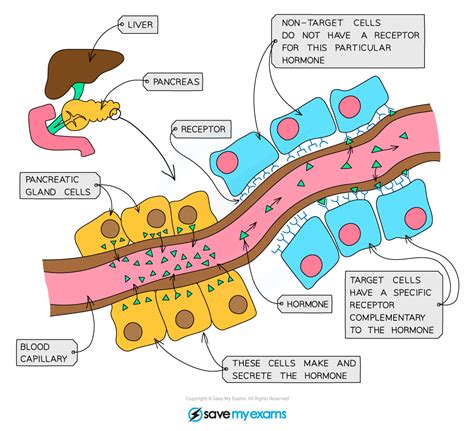 AQA A Level Biology复习笔记6.4.1 Principles of Homeostasis | 翰林国际教育