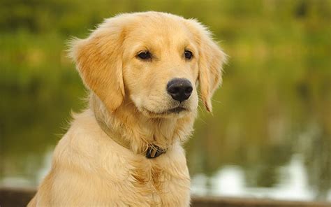 Best Golden Retriever Names - Awesome Ideas For Perfect Puppies