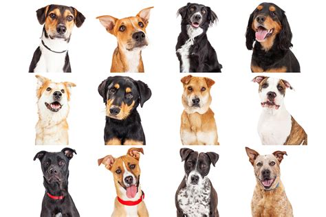 puedo registrar  perro aca  akc