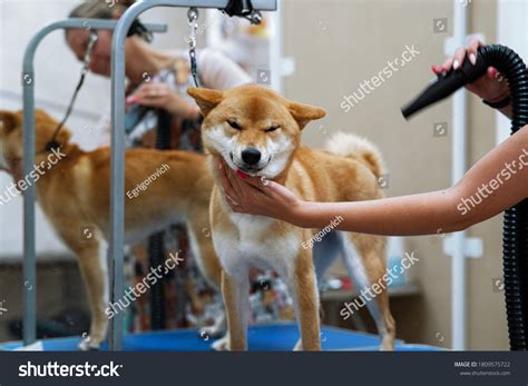 Shiba Inu Dog Grooming Salon Shiba Stock Photo 1809575722 Shutterstock