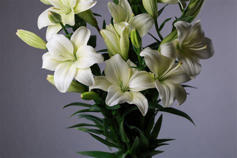 Монобукет из Лилий