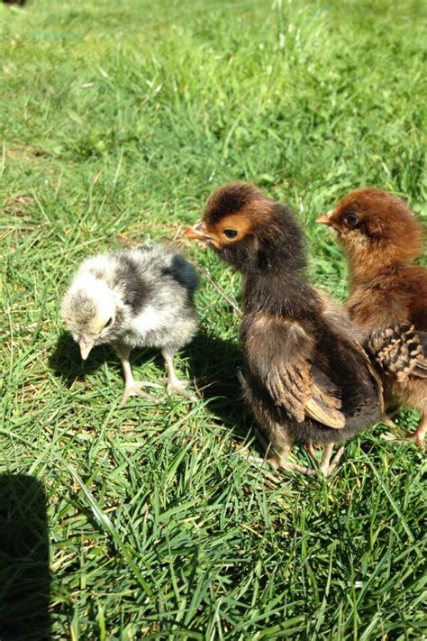 Ways To Determine The Sex Of A Chicken Wikihow