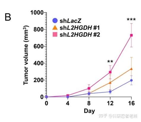 Tumorigenicity Assay In Nude Mice