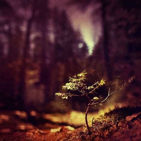 Eight Ways to be Creative with a Shallow Depth of Field - CreativeRAW