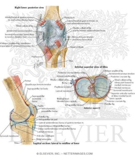 Knee Bursae Anatomy