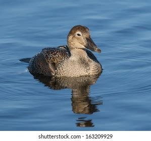 Female King Eider Swimming Stock Photo 163209929 | Shutterstock