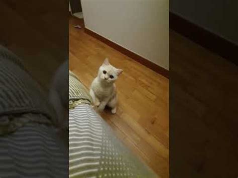 Cat guilty look caught on camera - Videos of Cats