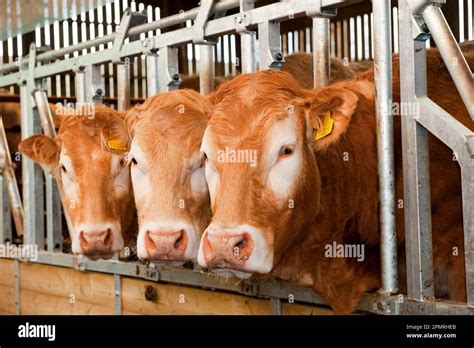 Domestic Cattle Cattle Herd Feeding Through Lockable Feed Barriers In