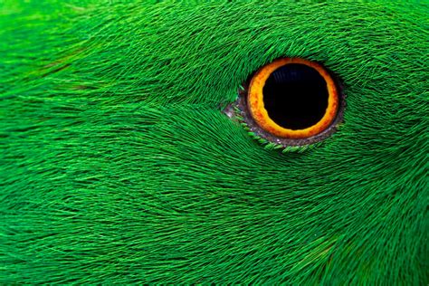 Parrot Image Canada National Geographic Your Shot Photo Of The Day