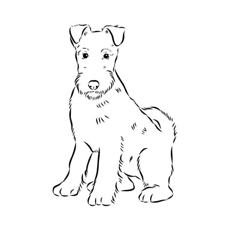 wire-haired fox terrier dog drawing 56395367 Vector Art at Vecteezy