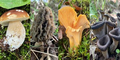 Liste Des Champignons Comestibles Chasseurs De Champignons