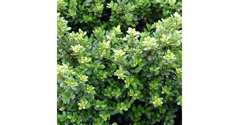 Ilex Crenata Glorie Dwarf Aprólevelű Magyal
