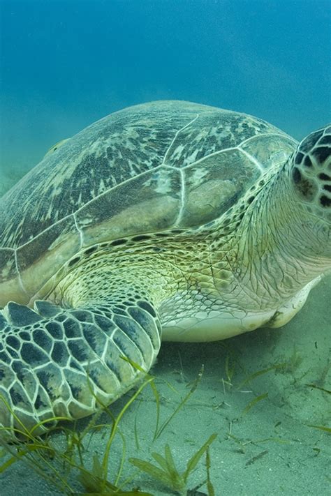 What Is A Green Sea Turtles Environment - Infoupdate.org