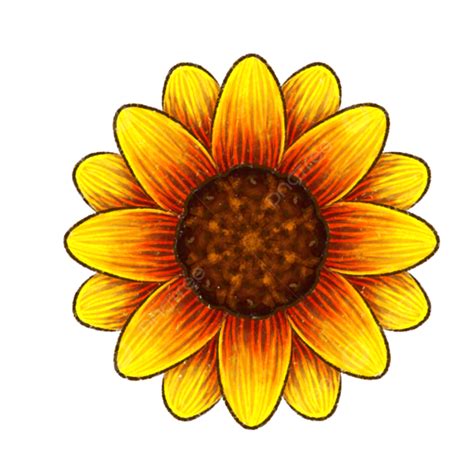 Ilustra O De Flor De Sol Png Flor Do Sol Ilustra O De Flor Do Sol