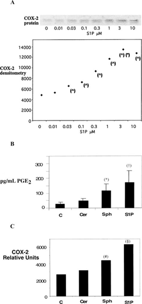 The Sphingosine Kinase Sphingosine Phosphate Pathway Mediates Cox