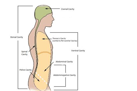 Spinal Organs In The Spinal Cavity