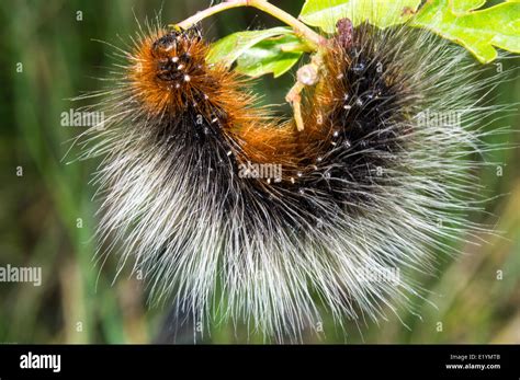 A feeding garden tiger moth caterpillar Stock Photo - Alamy