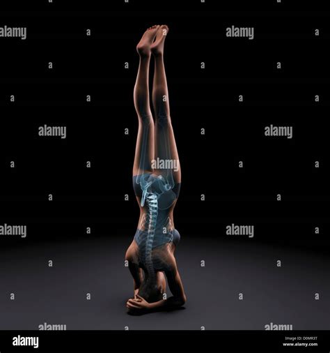 Skeleton Layered Over A Female Body In Headstand Pose Showing The