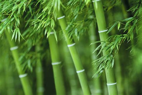 Bamboo is the world s fastest growing plant | The Fact Base