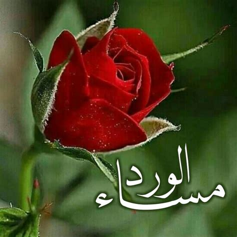 مساء الورد