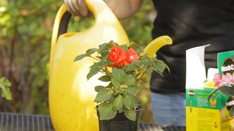 How To Fertilize Potted Double Impatiens Garden Space Youtube