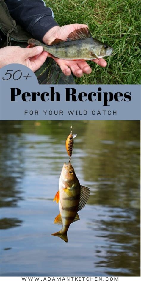 50+ Perch Recipes (for Your Wild Catch) - Adamant Kitchen