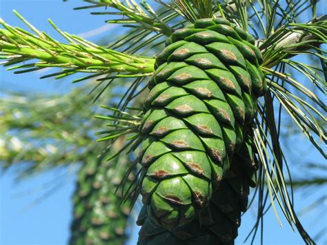 Сосна кедровая: сибирская, посадка и уход, какую почву любит, правила ...