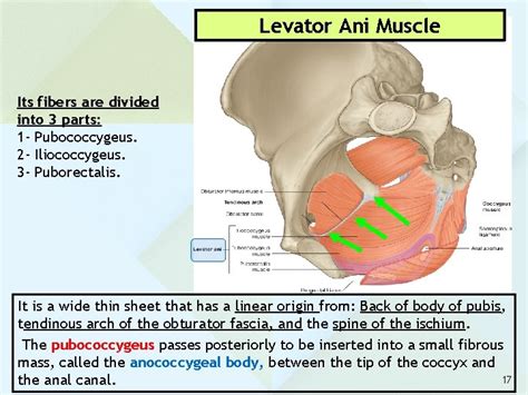 anatomy   pelvis prof saeed abuel makarem
