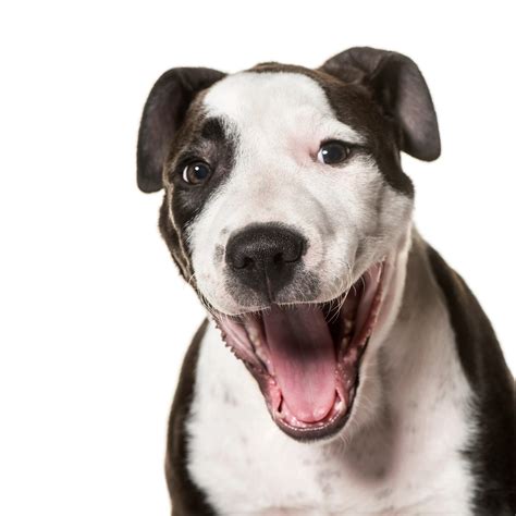 Dog Manners Classes – Sydney Park, Olympic Park & Glebe – Book Now