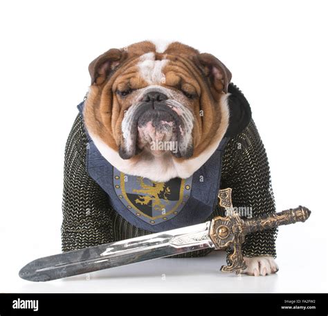 Bulldog Dressed Up Like A Knight On White Background Stock Photo Alamy
