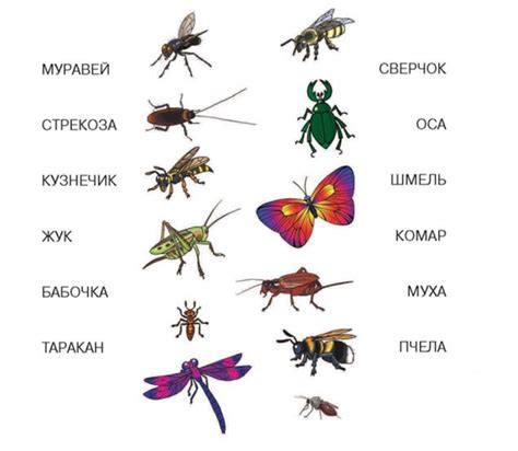 Насекомые картинки для детей с названиями
