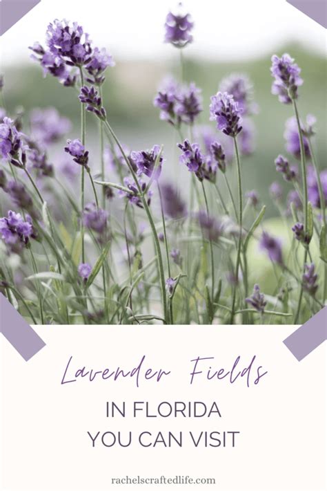 Lavender Fields In Florida You Can Visit Rachels Crafted Life