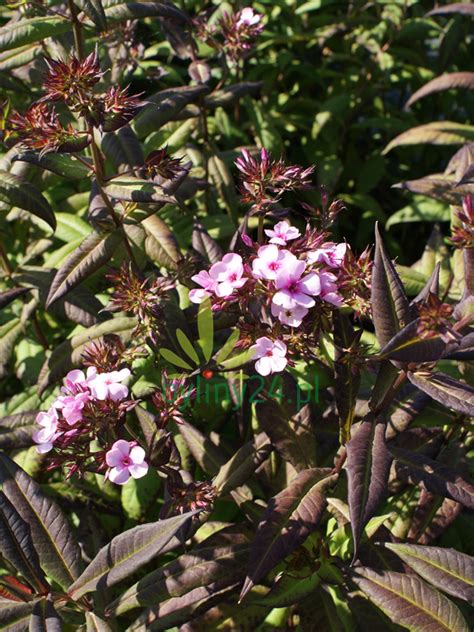 Floks Wiechowaty Chocolate Phlox Paniculata Chocolate Byliny24