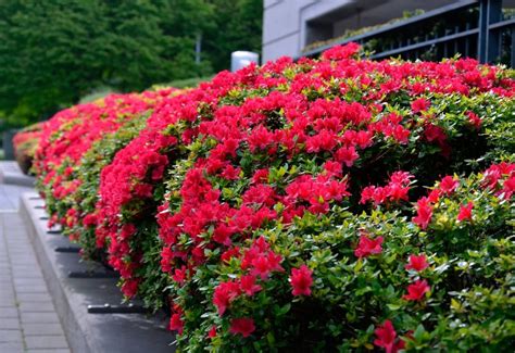 10 Perfect Ground Cover Shrubs For A Colorful And Lush Summer Landscape