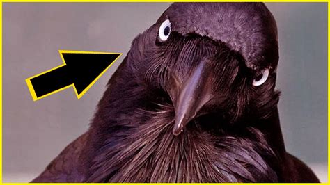 10 Fascinating Facts About Ravens Unknown Facts Youtube