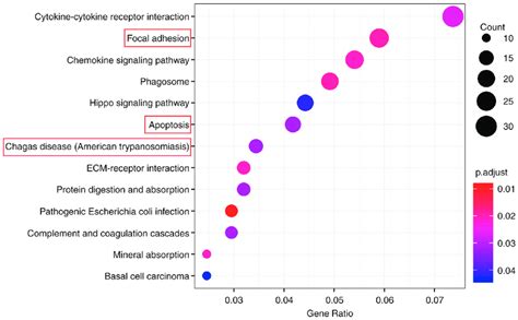 KEGG pathway enrichment analysis. Dot size represents the number of ...