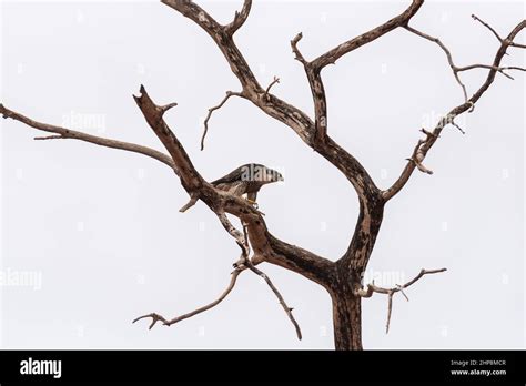 perched peregrine falcon falcon peregrinus stock photo alamy