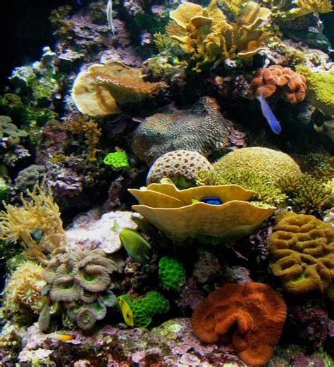 Reef HQ Aquarium - The Seeker, Magi Nams