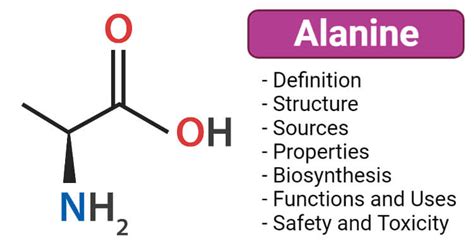 Alanine- Definition, Structure, Sources, Properties, Biosynthesis, Uses