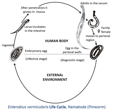 File:Enterobius vermicularis life cycle.tif - Wikimedia Commons