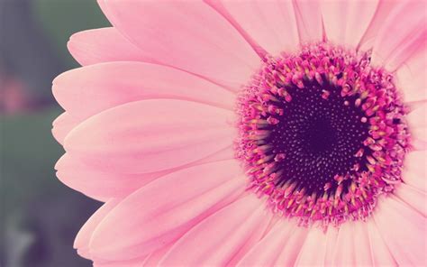 Hintergrundbilder pinke Blumen Fotografie Makro blühen Rosa