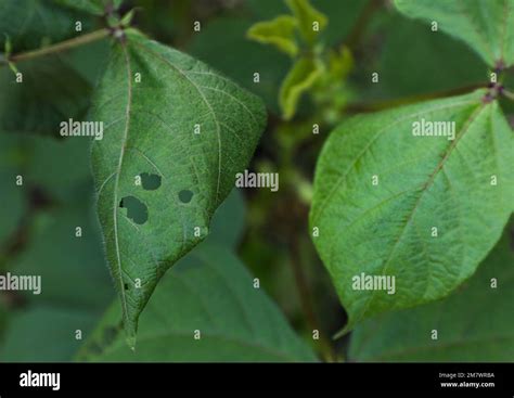 Leaf Disease Damaged Leaf Stock Photo Alamy