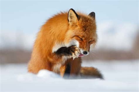 Red Foxes' Claws and Paws (8 Questions Answered) - Floofmania